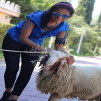 Shayma helali sur yala.fm